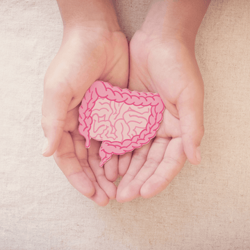 An open palm holding an illustration of the colon and intestines, organs in the digestive system.
